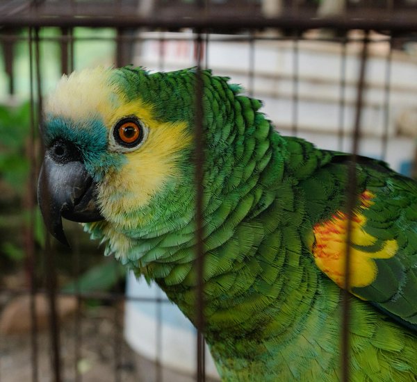 Comment choisir le meilleur vétérinaire pour votre chat ?