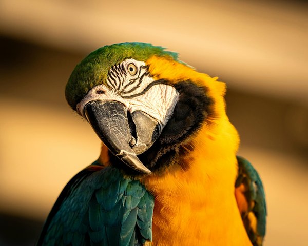 10 conseils essentiels avant d'accueillir un chien chez soi